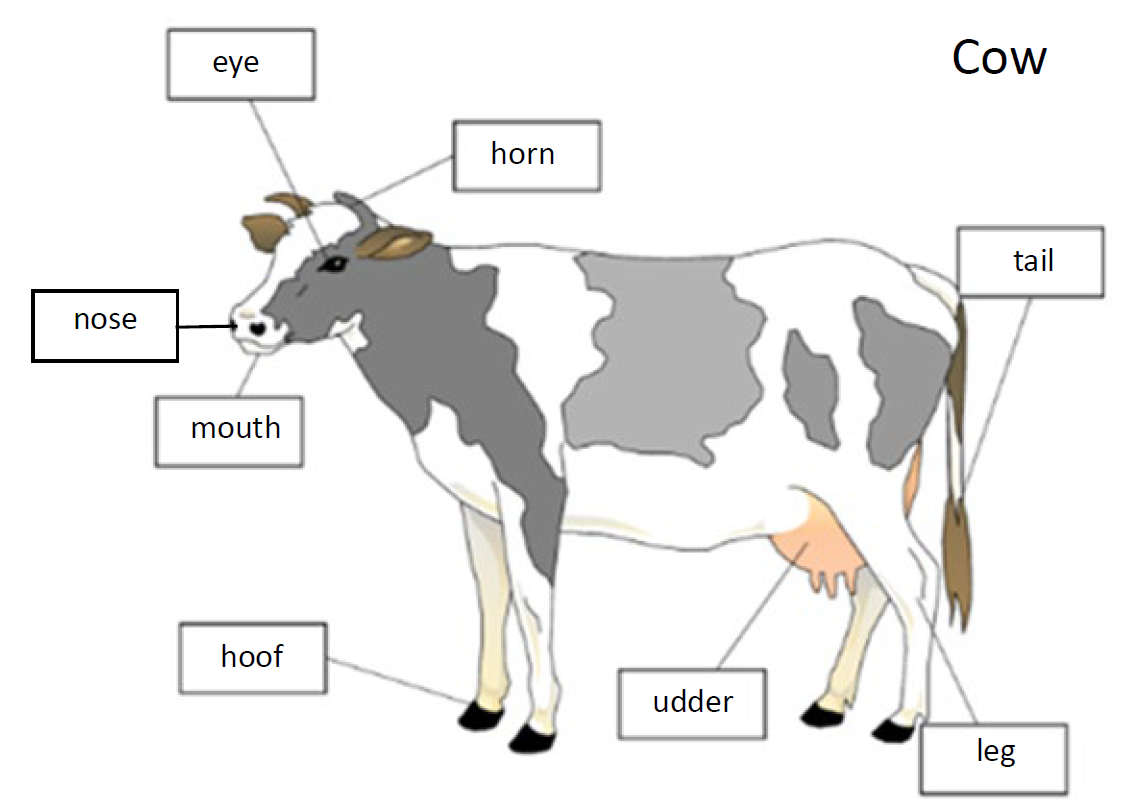 Cow image with body parts labeled
