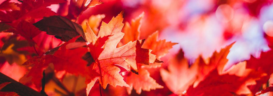 fall leaves background